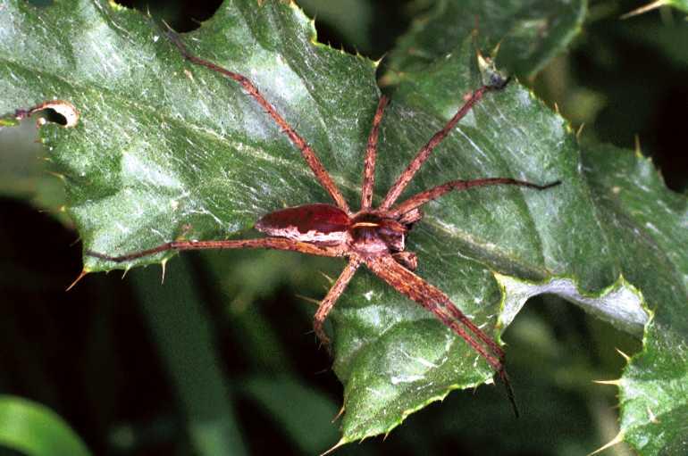 Pisaura_mirabilis_F1253_Z_85_Laprade_Frankrijk.jpg