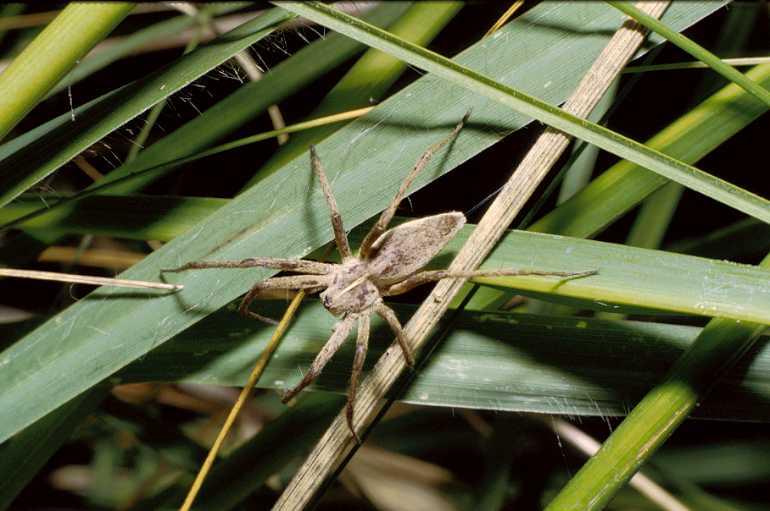 Pisaura_mirabilis_P0036_Z_84_-_Frankrijk.jpg