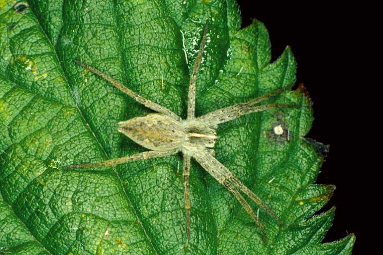 Pisaura_mirabilis_P0306_Z_75_Waterleidingduinen_Nederland.jpg