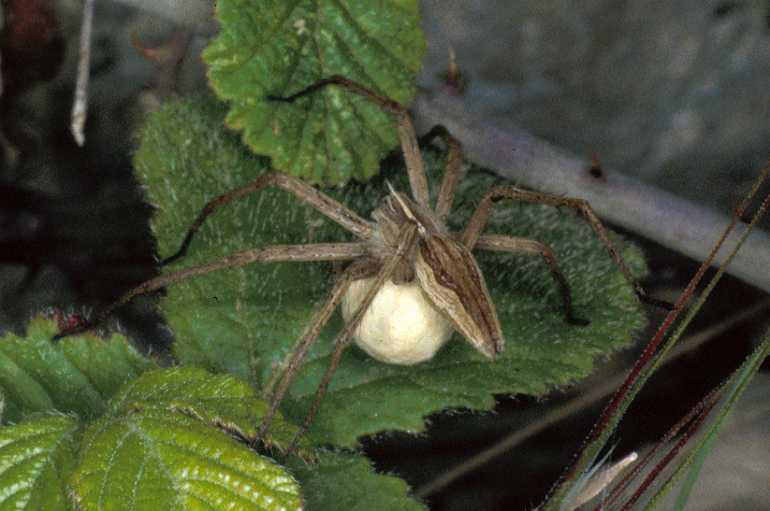 Pisaura_mirabilis_P0769_Z_88_-_Frankrijk.jpg