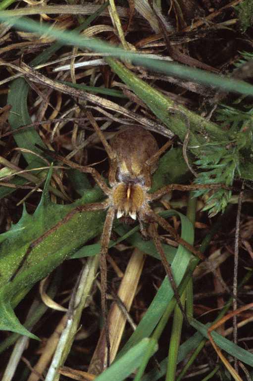 Pisaura_mirabilis_P0777_Z_82_Guilermie_Frankrijk.jpg