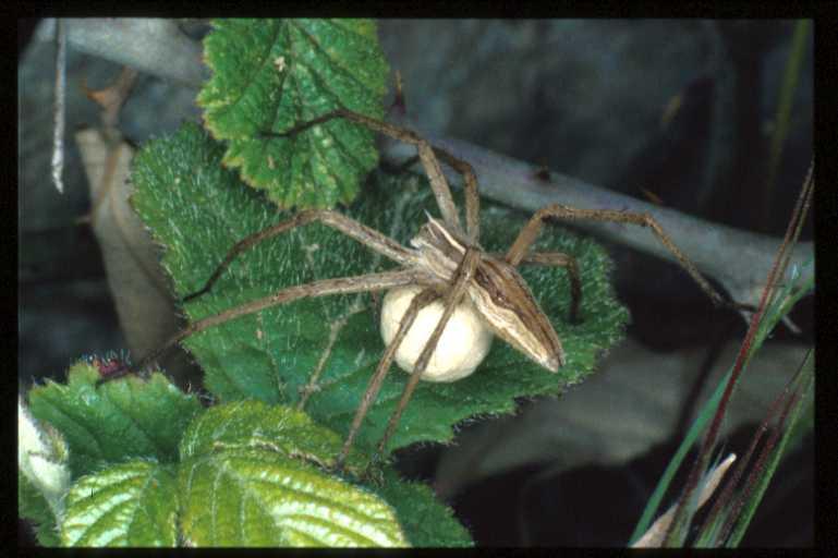Pisaura_mirabilis_RP0458_O_78_-_Frankrijk.jpg