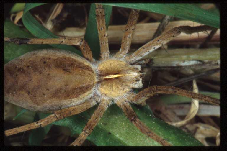 Pisaura_mirabilis_RP0763_O_75_-_Frankrijk.jpg