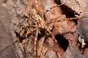 Cladyens_insignis_D5917_Z_89_Tenerife_Spanje