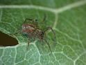 Dendrolycosa_icadia_D6227_Z_88_Brisbane_Australie