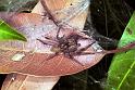 Dendrolycosa_icadia_F1820_Z_85_Litchfield_Australie