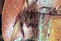Dendrolycosa_icadia_F1821_Z_75_Litchfield_Australie
