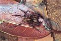 Dendrolycosa_icadia_F1822_Z_89_Litchfield_Australie