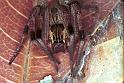 Dendrolycosa_icadia_F1823_Z_90_Litchfield_Australie