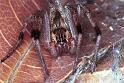 Dendrolycosa_icadia_F1824_Z_97_Litchfield_Australie