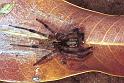 Dendrolycosa_icadia_F1826_Z_86_Litchfield_Australie