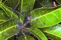 Dendrolycosa_icadia_F1827_Z_80_Litchfield_Australie