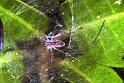 Dendrolycosa_icadia_F1828_Z_75_Litchfield_Australie