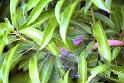 Dendrolycosa_icadia_F1829_Z_75_Litchfield_Australie