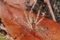 Dendrolycosa_icadia_RF0509_Z_82_Daintree-Giru_Australie
