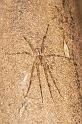 Dolomedes_ZZ288_D2517_Z_85_-_Australie