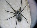 Dolomedes_ZZ495_D6462_Z_89_Brisbane_Australie