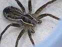 Dolomedes_ZZ495_D6463_Z_88_Brisbane_Australie