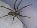 Dolomedes_ZZ495_D6464_Z_88_Brisbane_Australie