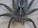 Dolomedes_ZZ495_D6465_Z_88_Brisbane_Australie