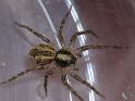 Dolomedes_ZZXYX_D6822_Z_85_Brisbane_Australie