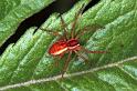 Dolomedes_fimbriatus_F1257_Z_81_Laprade_Frankrijk