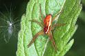 Dolomedes_fimbriatus_F1258_Z_82_Laprade_Frankrijk