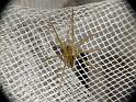 Dolomedes_instabilis_D6699_Z_86_Brisbane_Australie