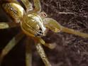 Dolomedes_instabilis_D6700_Z_88_Brisbane_Australie