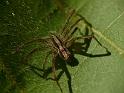 Dolomedes_instabilis_D6752_O_85_Brisbane_Australie