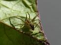 Dolomedes_instabilis_D6785_O_85_Brisbane_Australie