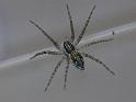 Dolomedes_instabilis_D6830_Z_88_Brisbane_Australie