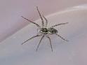 Dolomedes_instabilis_D6831_Z_88_Brisbane_Australie