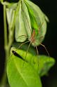 Hygropoda_dolomedes_D2518_Z_85_-_Australie
