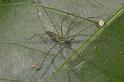 Hygropoda_dolomedes_D2519_Z_88_-_Australie