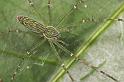 Hygropoda_dolomedes_D2520_Z_87_-_Australie