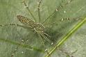 Hygropoda_dolomedes_D2521_Z_88_-_Australie