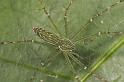 Hygropoda_dolomedes_D2522_Z_87_-_Australie