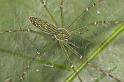 Hygropoda_dolomedes_D2523_Z_87_-_Australie