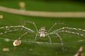 Hygropoda_dolomedes_D2524_Z_85_-_Australie