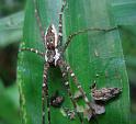 Megadolomedes_australianus_D6339_Z_85_Brisbane_Australie