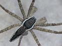 Megadolomedes_australianus_D6447_Z_89_Brisbane_Australie