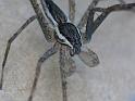 Megadolomedes_australianus_D6448_Z_89_Brisbane_Australie