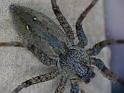 Megadolomedes_australianus_D6449_Z_87_Brisbane_Australie