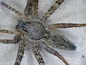 Megadolomedes_australianus_D6453_Z_88_Brisbane_Australie