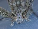 Megadolomedes_australianus_D6454_Z_88_Brisbane_Australie
