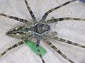 Megadolomedes_australianus_D6456_Z_88_Brisbane_Australie