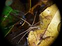 Megadolomedes_australianus_D6688_Z_89_Brisbane_Australie