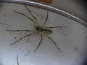 Megadolomedes_australianus_D6758_Z_86_Brisbane_Australie