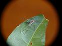 Megadolomedes_australianus_D6759_Z_82_Brisbane_Australie